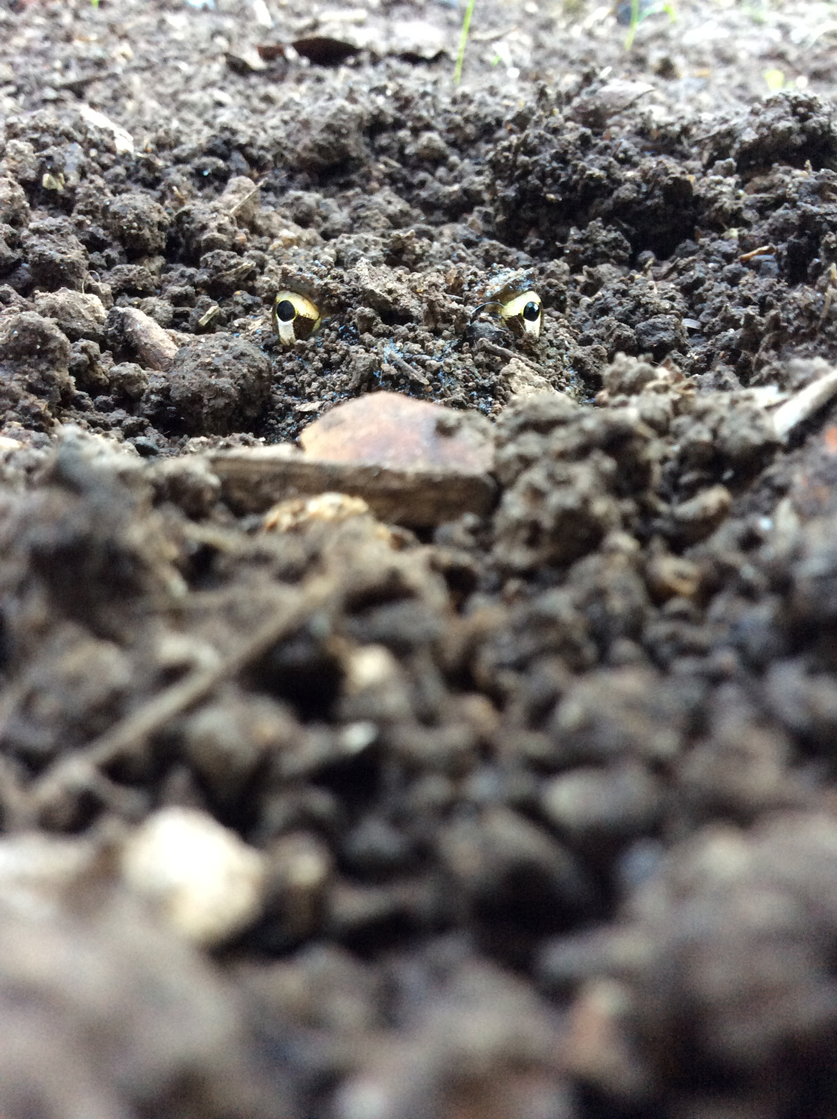 Hiden   Ph Delfina Aguiar Juárez